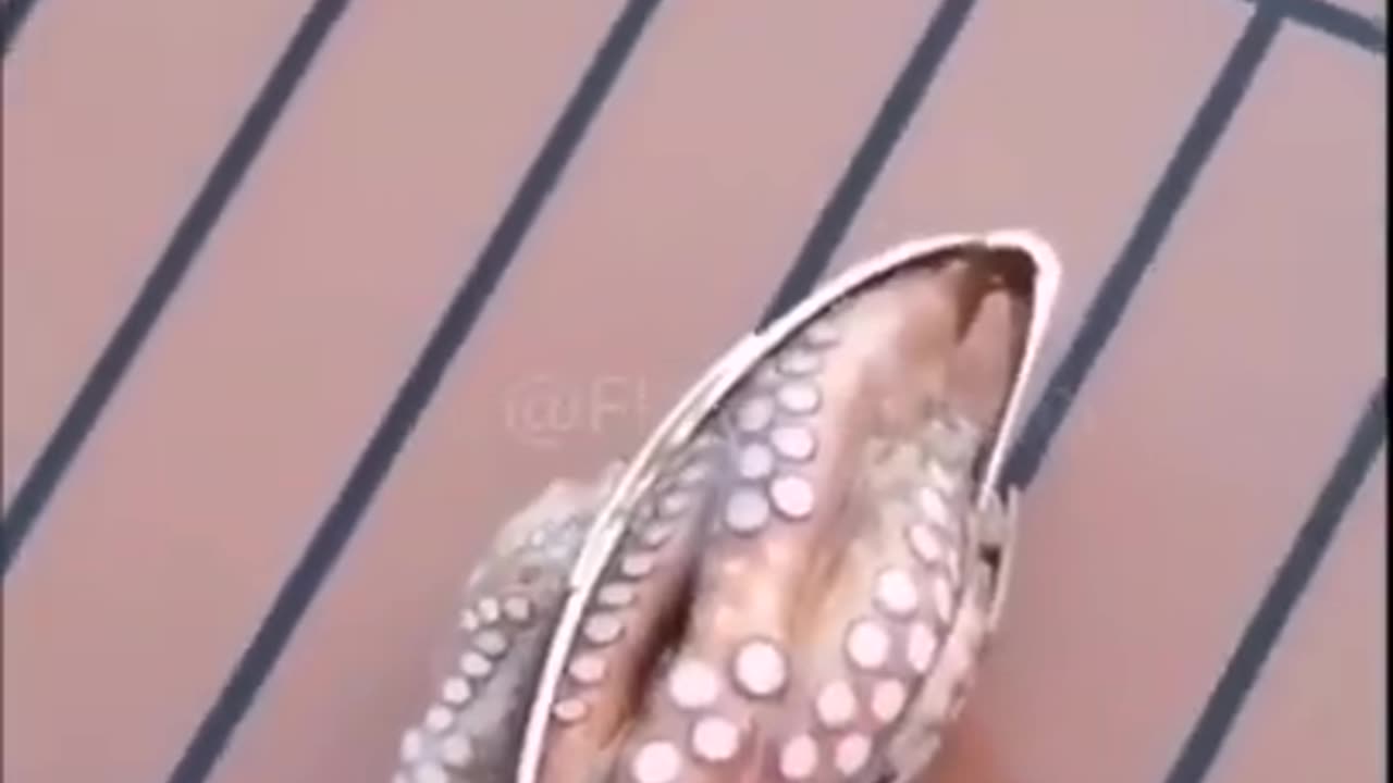 When The Octopus Gives Back Your Sunglasses #shorts #shortsvideo #video #viral