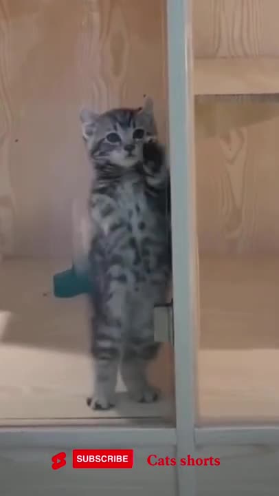 cute funny cat 🐱 #funny #shorts #cats