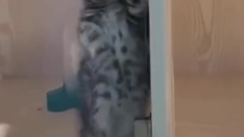 cute funny cat 🐱 #funny #shorts #cats