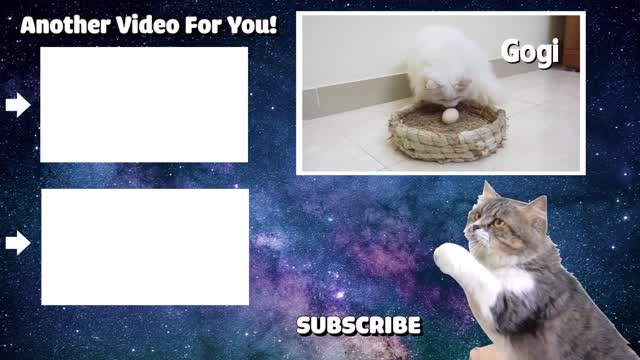 Cute cat & funny pets