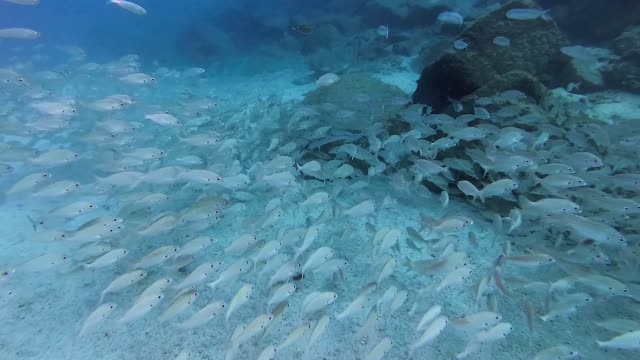 BEAUTY OF UNDERWATER WORLD SEALIFE VIDEO #3