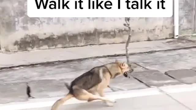 GERMAN SHEPPERD WALK BY TWO LEGS in the street.mp4