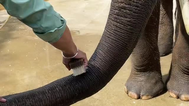 Baby elephant nose