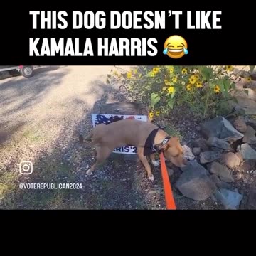 This Dog Doesn't Like Kamala Harris!
