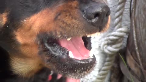 Angry rottweiler