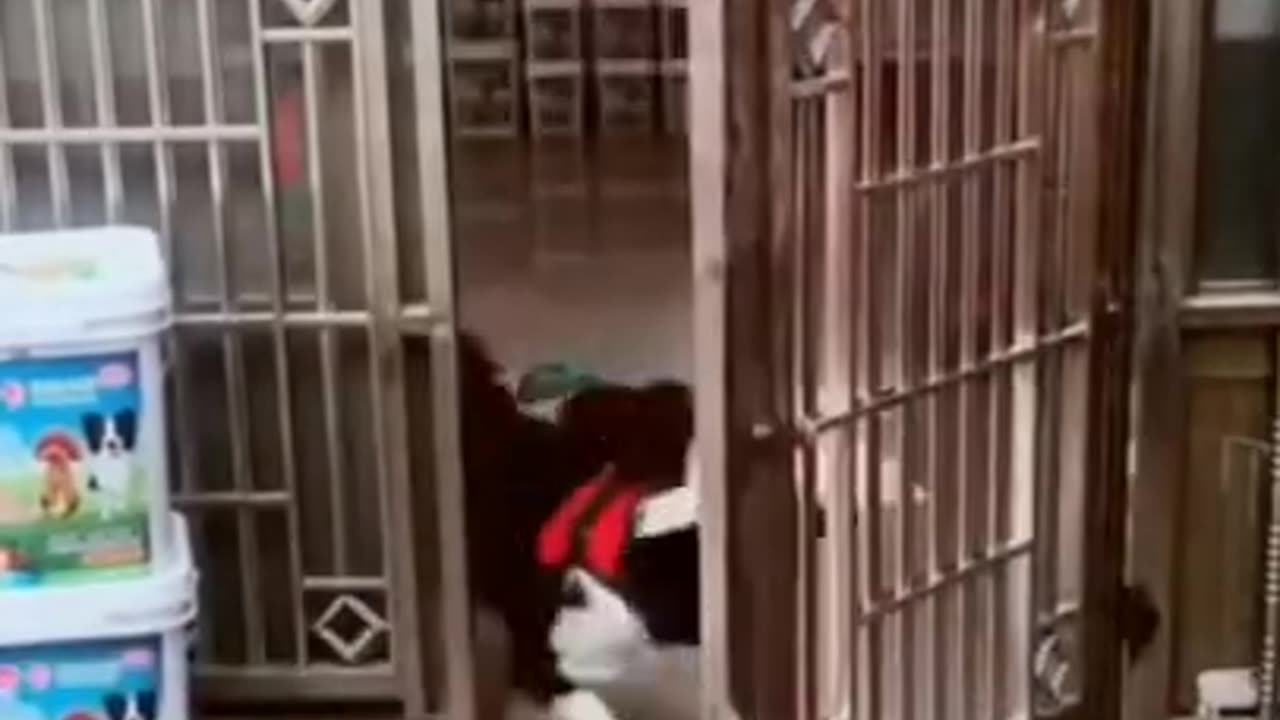 Funny Dog Videos