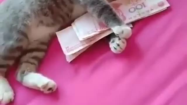 Funny and Cute Cats Videos #156 │ Gadis Sekarwangi