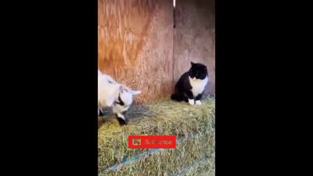 FUNNIEST CAT VS DOG 🤣