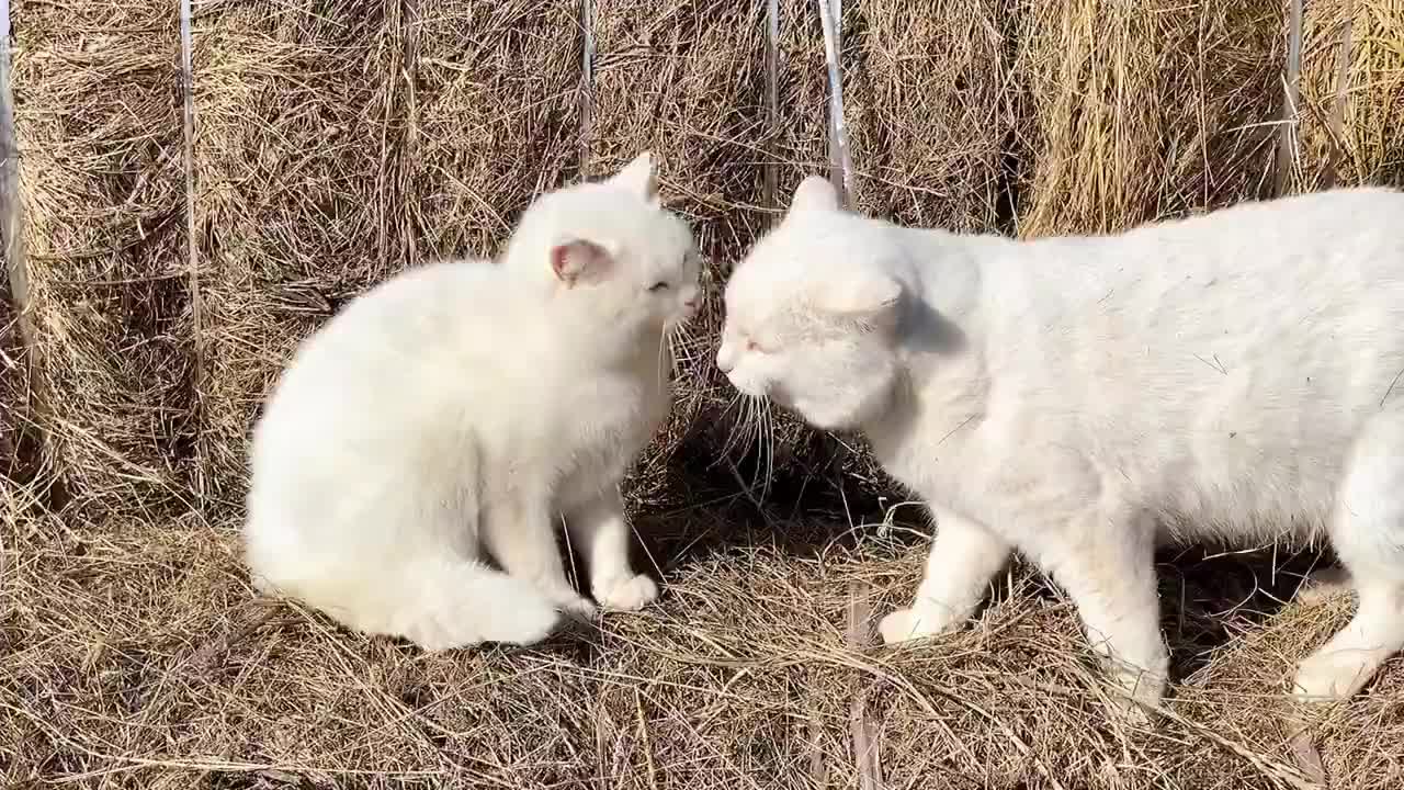 Two cats, two little cuties