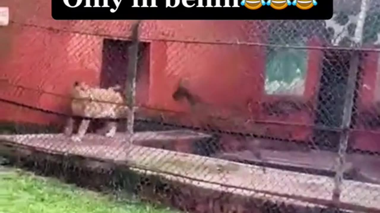 A Goat threatening a lion