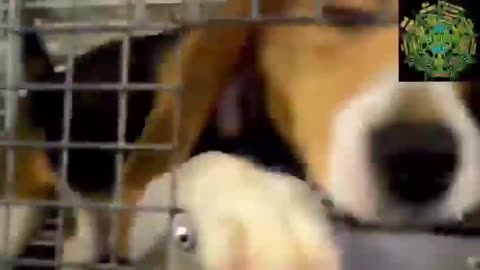 Fauci is Screwed: Puppygate Footage Emerges Showing Dogs Being Tortured