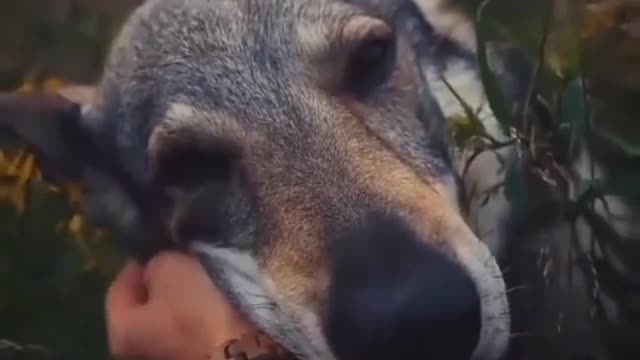 A dog that deserves every curry
