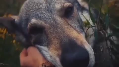 A dog that deserves every curry
