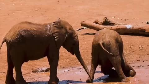 Elephant 🐘 funny clip videos