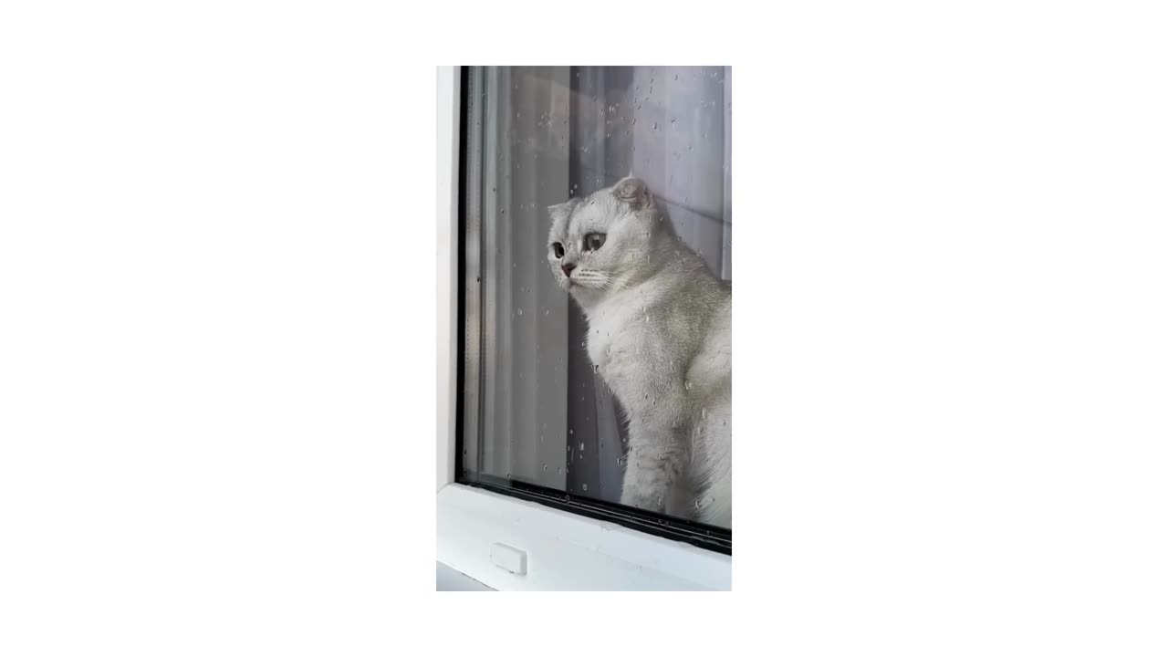 cat playing cat feeling Baby Cats - Cute and Funny Cat Videos Compilation | Aww Animals