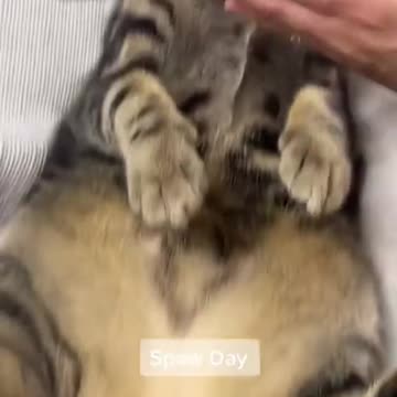 Very cute video of the week