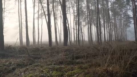 Foggy forest