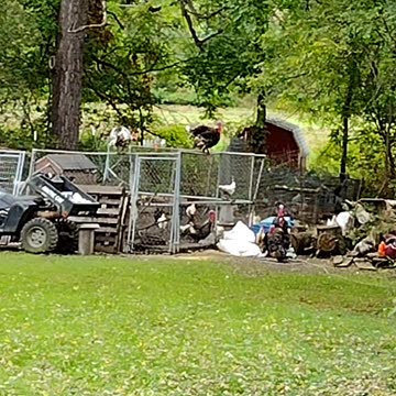 A Little Talkin' to Some Turkey as I'm Walkin' and Talkin' Across America!