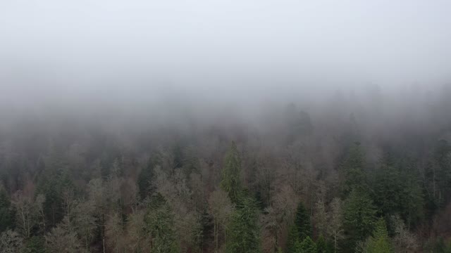 Fog Over The Woods