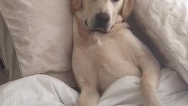 A white dog on a bed