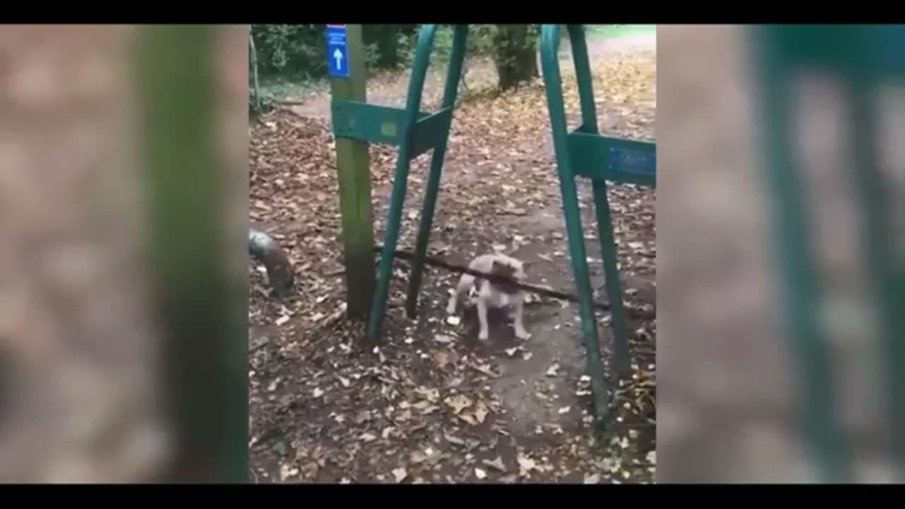 Animals funny videos