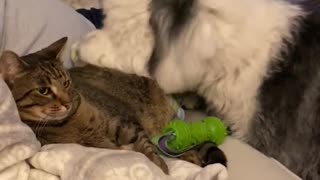 Good boy brings toys to kitty