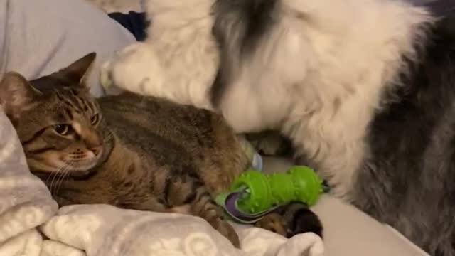 Good boy brings toys to kitty