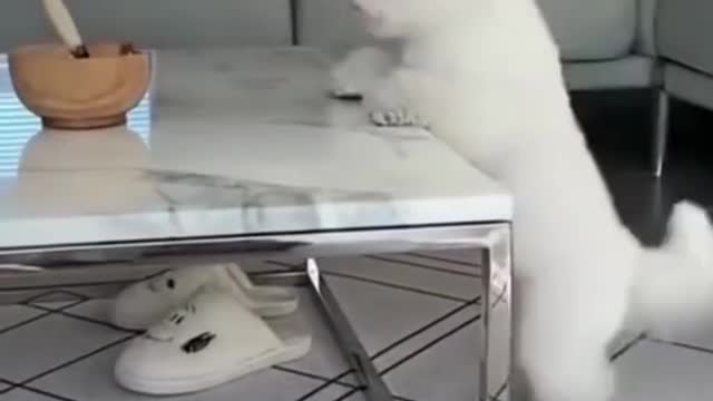 Funny Cat and Dog Video