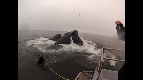 Whales almost eat Divers