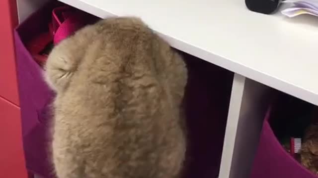 SPY CAT - I THINK IT BELONGS TO JAMES BOND