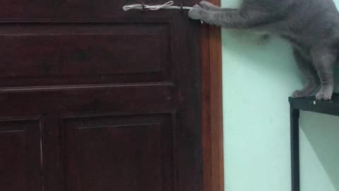 Kitty Defies Locked Door