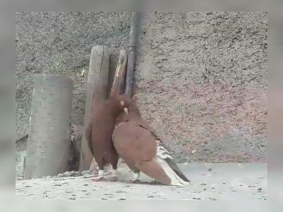 Two pigeons in love