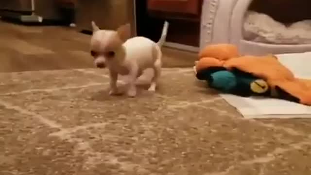 Cute chihuahua