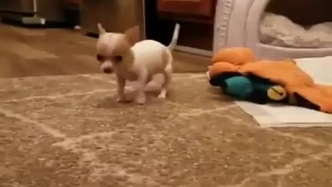 Cute chihuahua