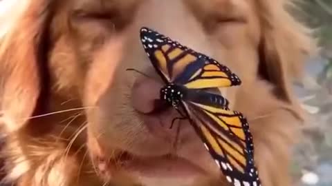 everyone loves butterflies