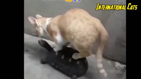 FUNNY CATS 2022 - Cat Videos Compilation - Dont Try Not To Laugh 😂🤣 - Wow Funny Animals