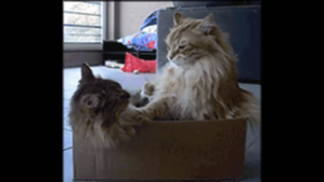 Gif video of cat hitting each other