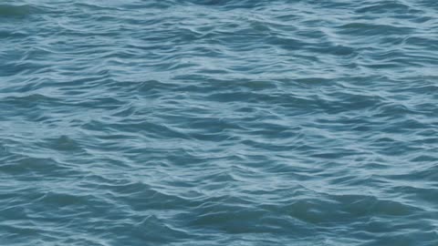 seagull and a boat at sea in slow motion