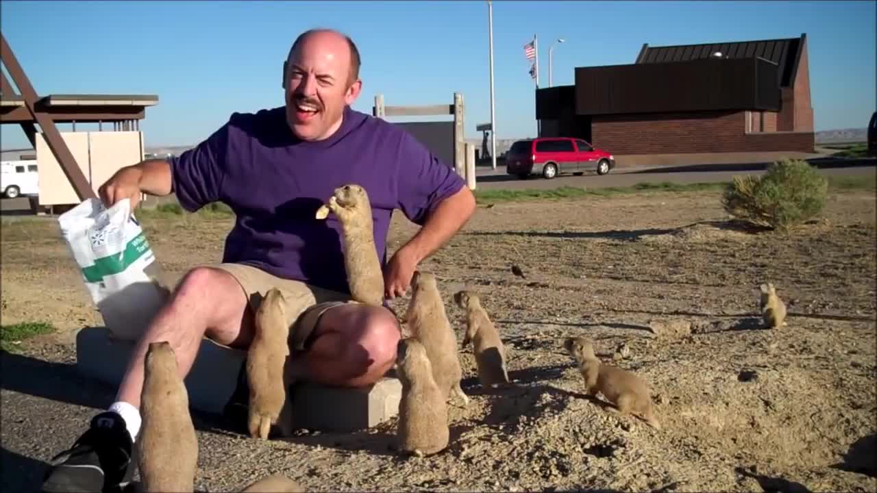 Prairie Dogs Playing - CUTEST Compilation