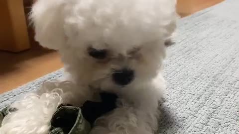 Puppy Jenny's so cute video (18)