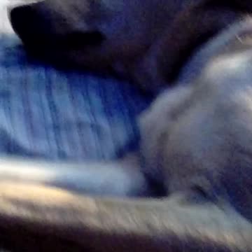 Cute dog video enjoy cute dog