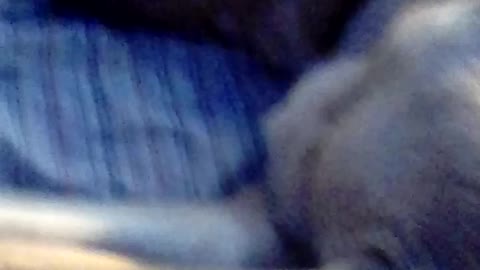 Cute dog video enjoy cute dog