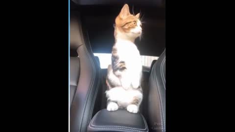 the cutest and funniest pet videos