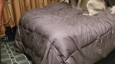 Husky's Nighttime Ritual