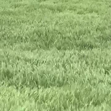 Breadbasket of the world