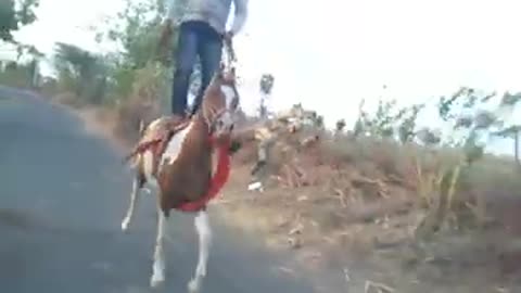 Man stand on running horse.