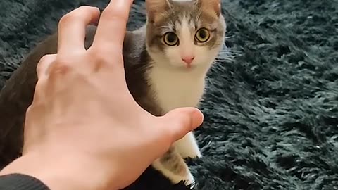 My kitten bit my finger