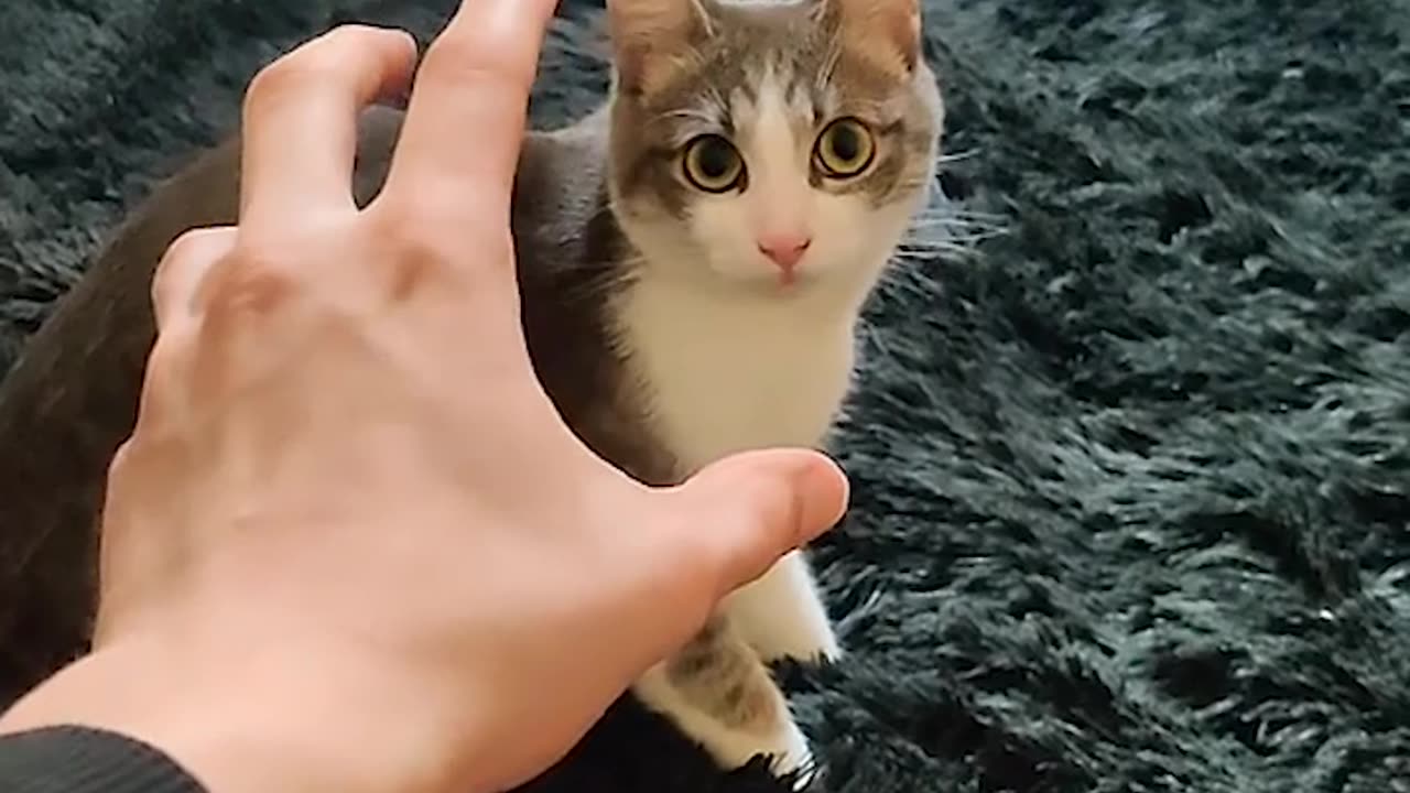 My kitten bit my finger