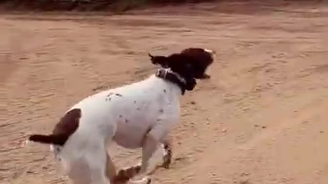 9.jump... from tiktok @jamalsaid2023 #shorts