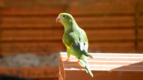 small green parrot